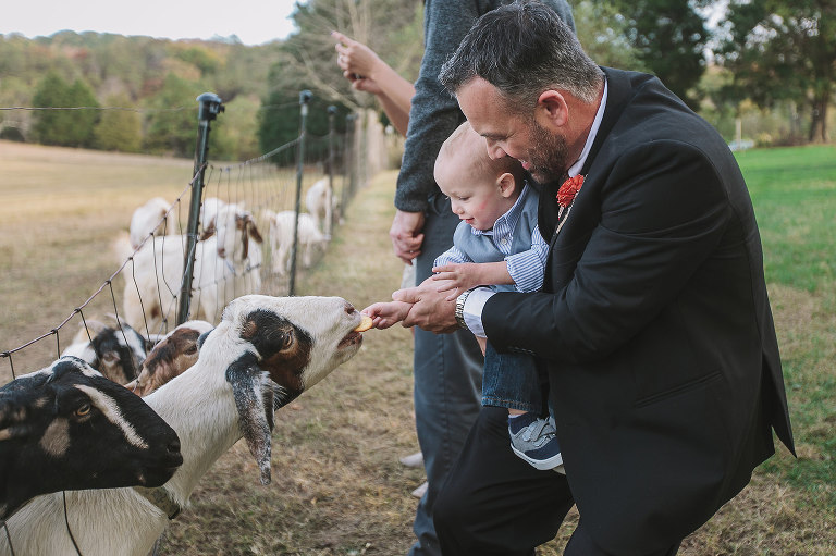 barn wedding, wedding day, feeding goats