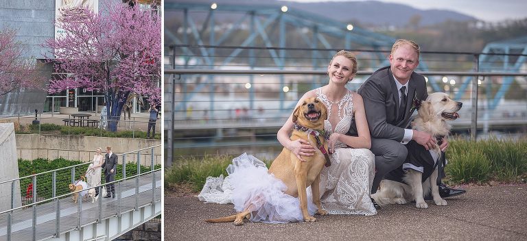 bride and groom portrait with their dogs